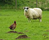 Sheep and Pheasant 9R039D-07